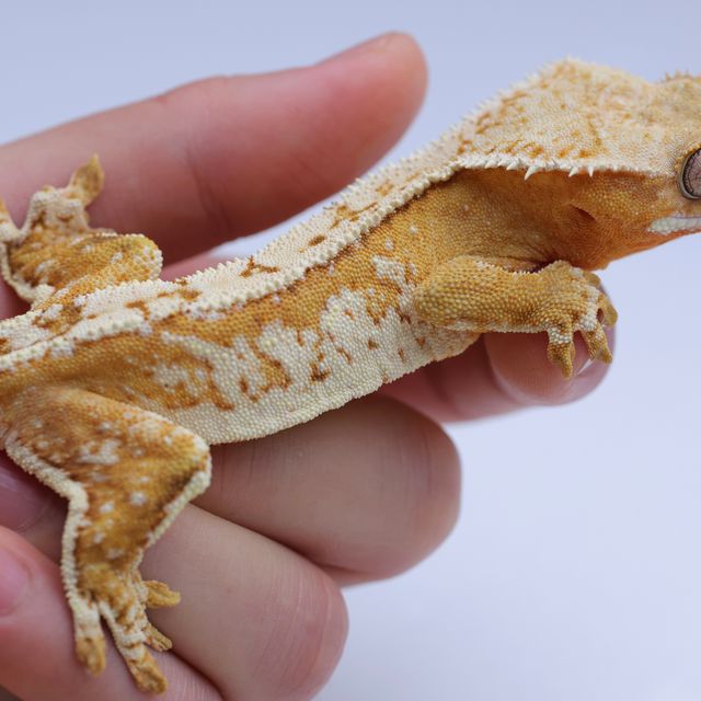 크림시클