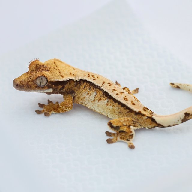 노멀 트라이 드리피 화이트스팟