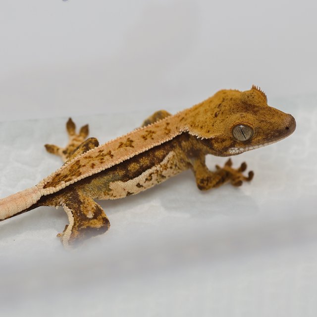 노멀 트라이 쿼드