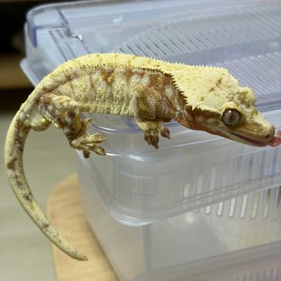 노멀 드리피 화이트스팟