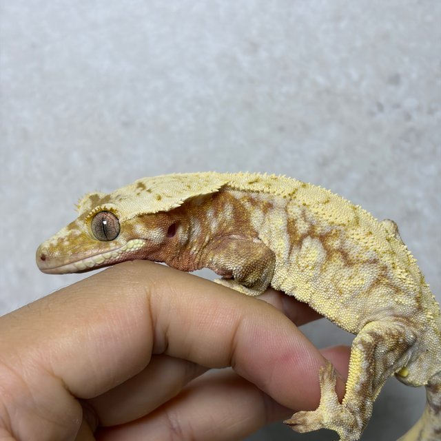 노멀 드리피 화이트스팟