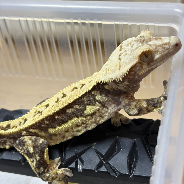 노멀 쿼드 핀스트라이프