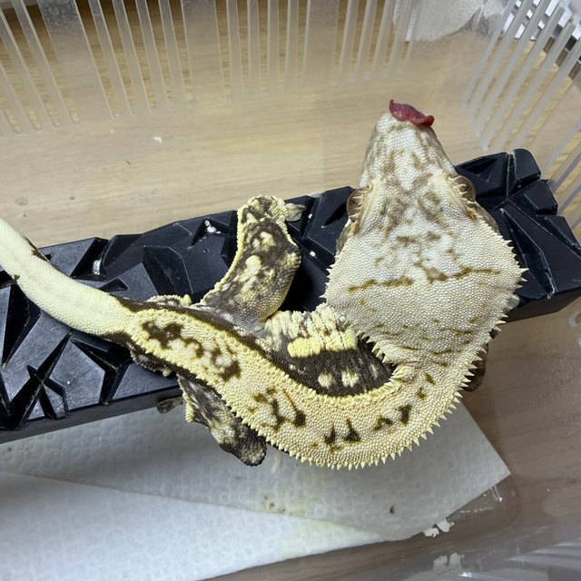 노멀 쿼드 핀스트라이프