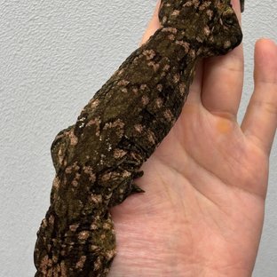 하이 컬러 트루 컬러 카나와