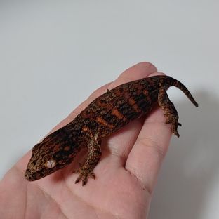 헤라