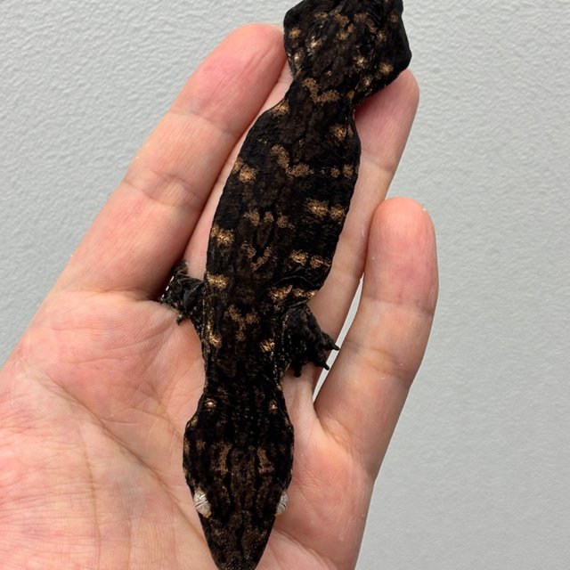 트루 컬러 카나와