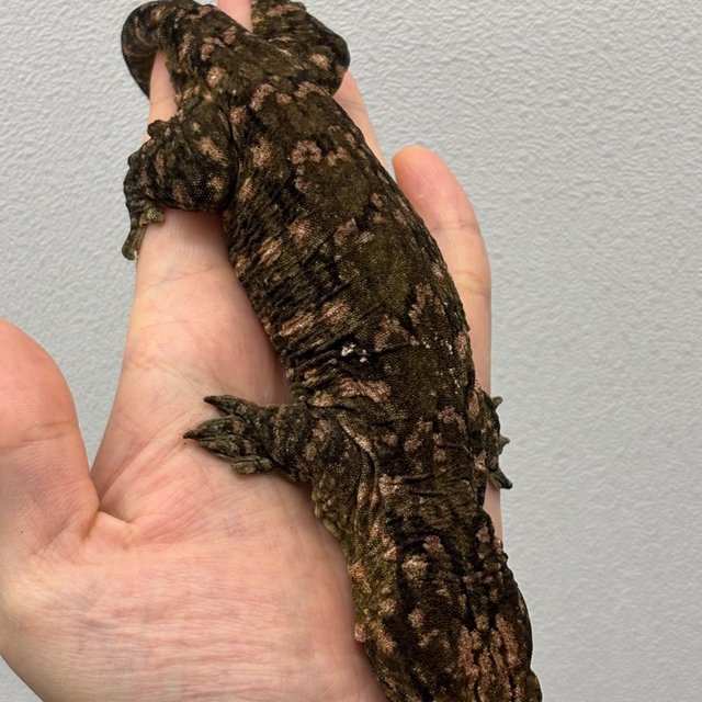 하이 컬러 트루 컬러 카나와