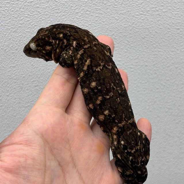 하이 컬러 트루 컬러 카나와