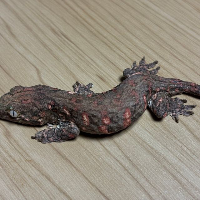 레드바 GT 코기스 프리델