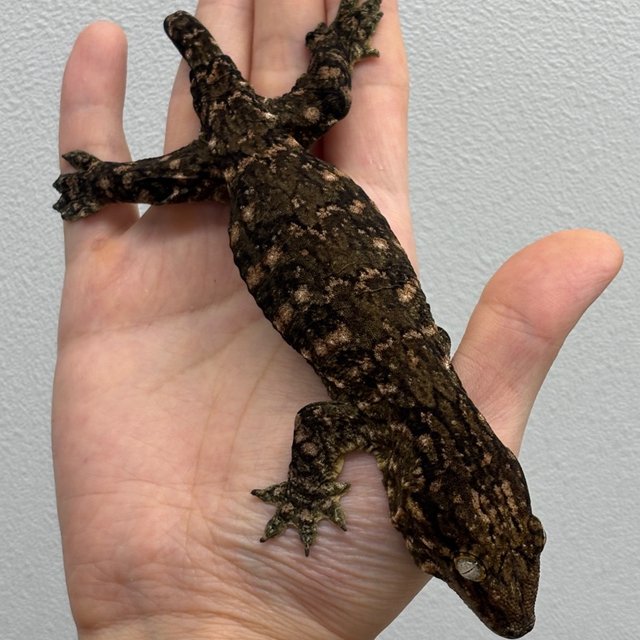 하이 컬러 트루 컬러 카나와