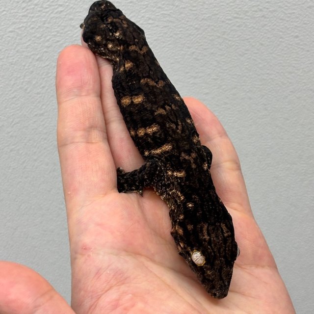 트루 컬러 카나와