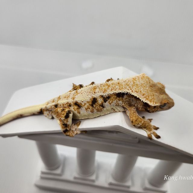 릴리화이트 트라이