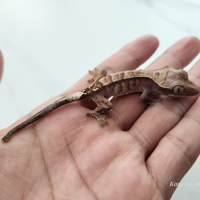 카푸치노 레드