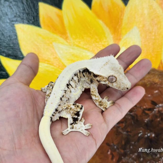 릴리화이트 트라이
