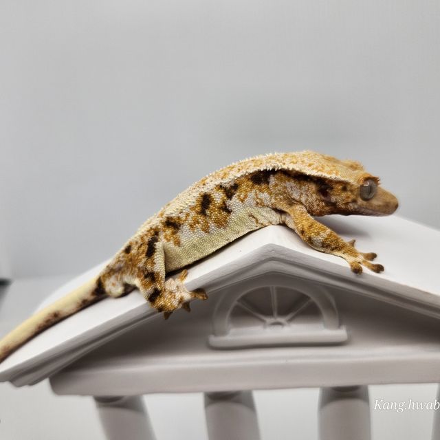 릴리화이트 트라이