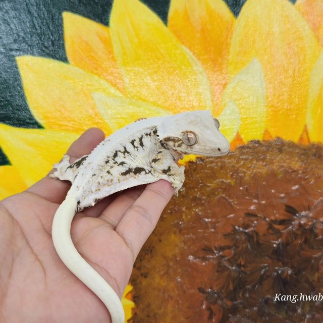 릴리화이트 트라이
