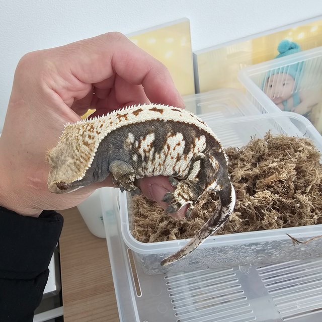 노멀 트라이 익스트림할리퀸