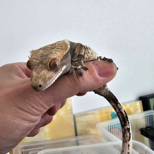 노멀 트라이 익스트림할리퀸