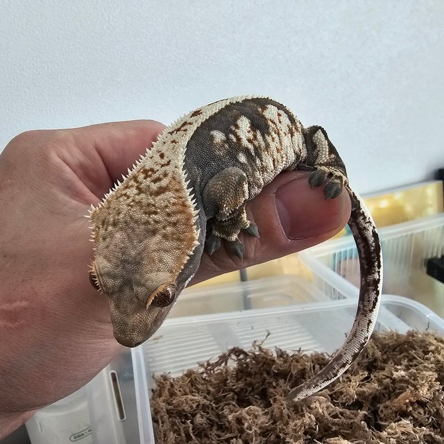 노멀 트라이 익스트림할리퀸