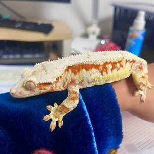 릴리화이트 레드