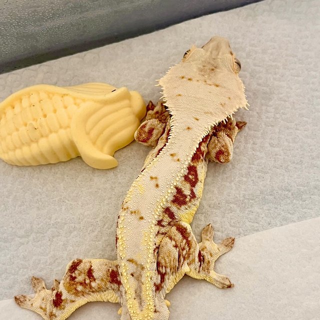 릴리화이트 레드