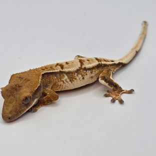 트라이