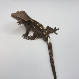 아잔틱