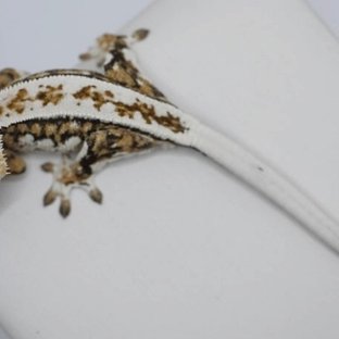 밀리