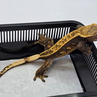 깜순