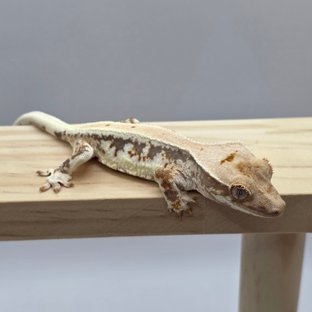 릴리100%헷아잔틱