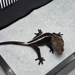 백구x초바