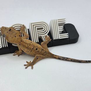 슈퍼달마시안