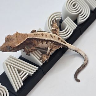 막시x레몬
