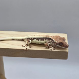 100%헷아잔틱 프라푸치노