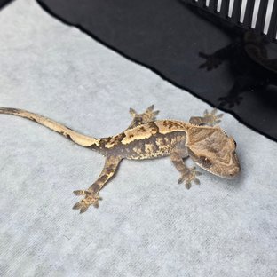 Zx아가페