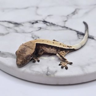 막시x레몬