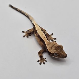세이블