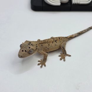슈퍼달마시안