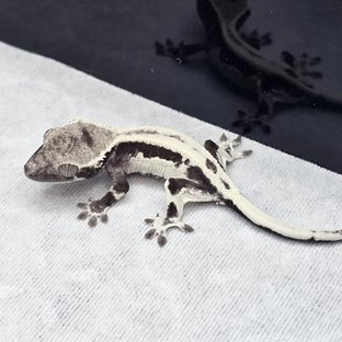 릴리 세이블 릴잔틱 아잔틱 세이블 챠콜