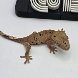슈퍼달마시안