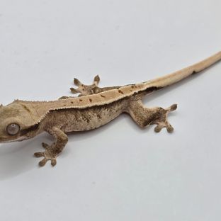 트라이