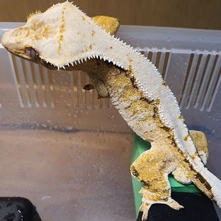 크림