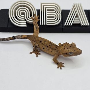 슈퍼달마시안