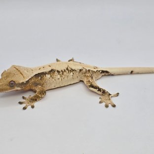 익스트림할리퀸 화이트스팟 트라이 드리피