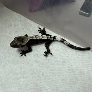 백구x백아