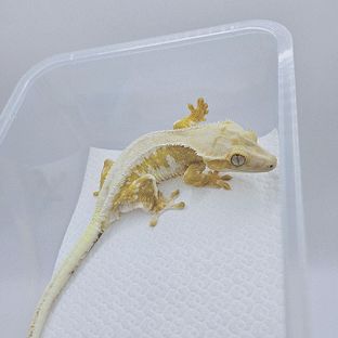 체다