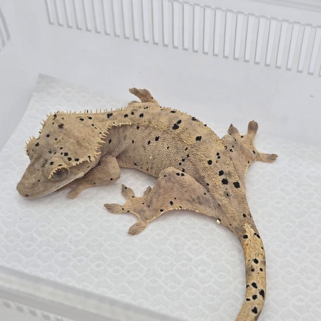 슈퍼달마시안
