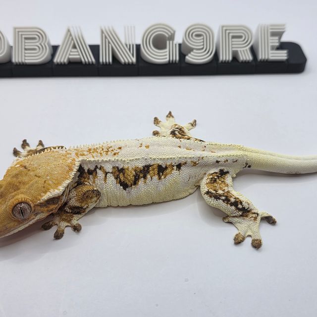 릴리화이트 트라이