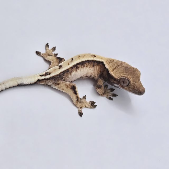 세이블