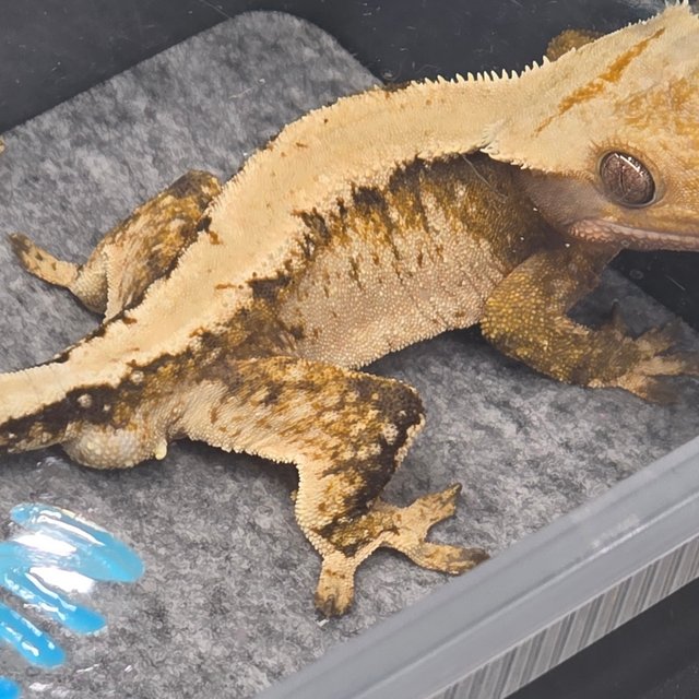 솔리드백 트라이